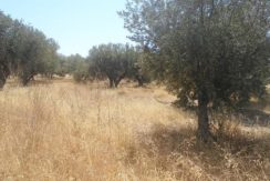 DSC09880ΟΙΚ-63005